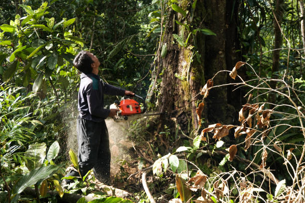 Best Emergency Tree Removal  in Panacea, FL