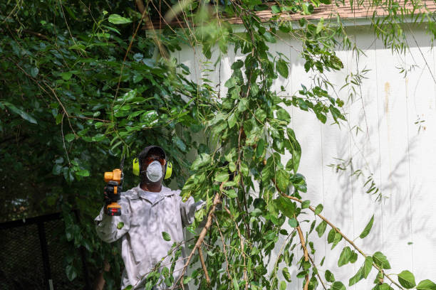 Best Arborist Consultation Services  in Panacea, FL